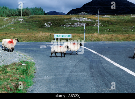 Recesso, nella contea di Galway, Connemara, Irlanda, pecore attraversare una strada principale in Irlanda occidentale Foto Stock