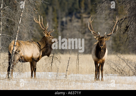 Due alci del Bull Foto Stock