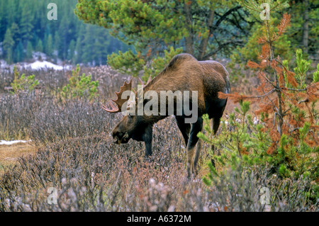 Un toro di alci a piedi nei cespugli lungo un lago. Foto Stock