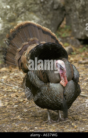 Il tacchino selvatico Meleagris gallopavo Florida maschio HK00902 S Foto Stock