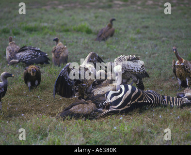 Vulture Ruppell s Gyps rueppelli diversi avvoltoi a carcassa zebra Foto Stock