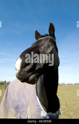 Close up di cavalli naso Foto Stock