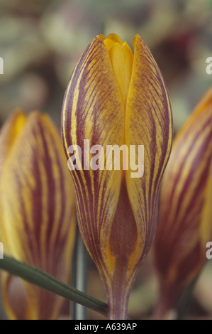 Crocus crisante var. fuscotinctus. Close up chiusa gialla crocus con il rosso-marrone di marcature. Foto Stock