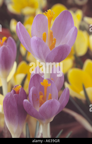 Crocus tommasinianus 'Barr viola dell' Close up di due open viola di crochi. Foto Stock
