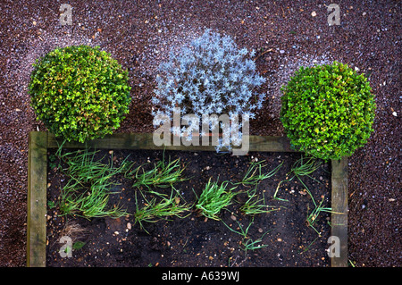 Tre Bicchieri uno di lavanda e due di siepe di bosso a fianco di letti sollevata con bordi in legno in un giardino REGNO UNITO Foto Stock