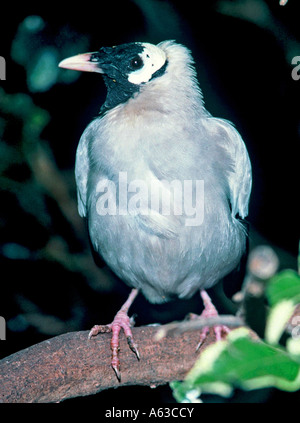 Wattled maschio Starling Creatophora cinerea Foto Stock