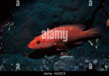 Coral hind, Cephalopholis miniata, a Elphinstone Reef, Mar Rosso, Egitto Foto Stock