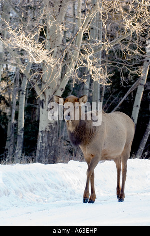 Cow Elk sulla strada Foto Stock