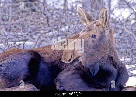 Mucca Moose 98 Foto Stock