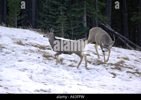 Mule Deer 102 Foto Stock