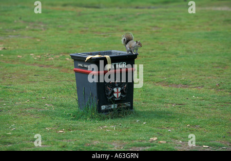 Uno scoiattolo su una lettiera bin a Epping Forrest, Londra, Inghilterra Foto Stock