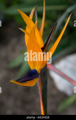 Uccello del paradiso Albero Strelitziaceae strelitzia reginae humilis Foto Stock