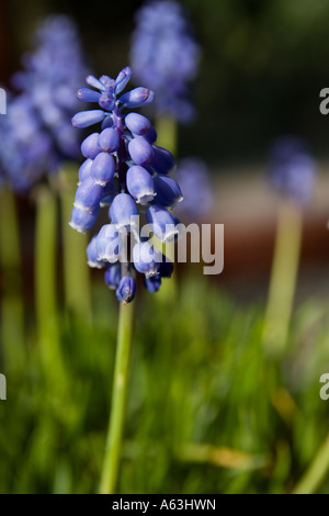 Hyacinthe muscari armeniacum Foto Stock