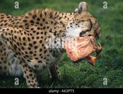 Ghepardo di alimentazione Foto Stock