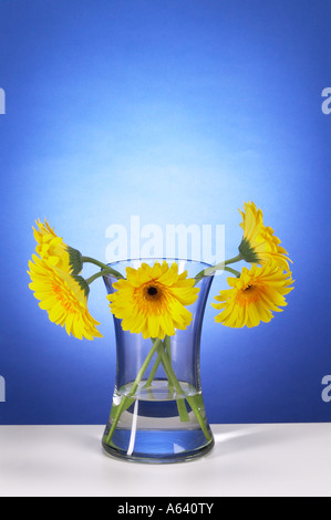 Triste Droopy gerbera gialla margherite fiori in vaso di vetro Foto Stock