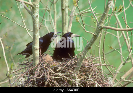 Rooks presso il loro nido Foto Stock