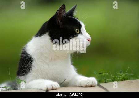 Bianco e nero gatto domestico Foto Stock