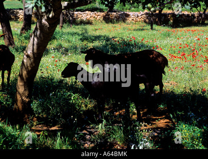 Capre pascolano in ombra del mandorlo vicino al villaggio di montuiri isola di Maiorca Isole Baleari Spagna Foto Stock