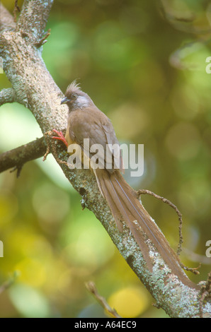 Chiazzato Mousebird Foto Stock