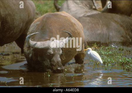 Chiudere fino a Buffalo africana di bere con airone guardabuoi nel cratere di Ngorongoro Foto Stock
