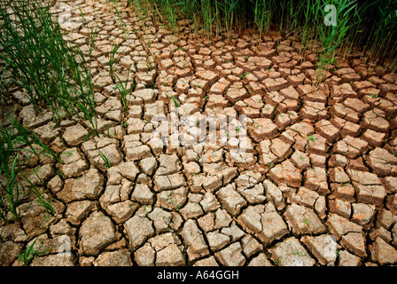 Siccità 2006. Asciugò il letto del fiume, l'Inghilterra del sud. Foto Stock