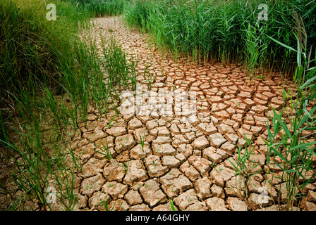 Siccità 2006 asciugò il letto del fiume, l'Inghilterra del sud. Foto Stock