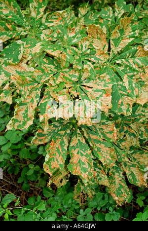 Cavallo castagno infestato da Leaf Miner tarma (Cameraria ohridella) Inghilterra del Sud 2006 Foto Stock