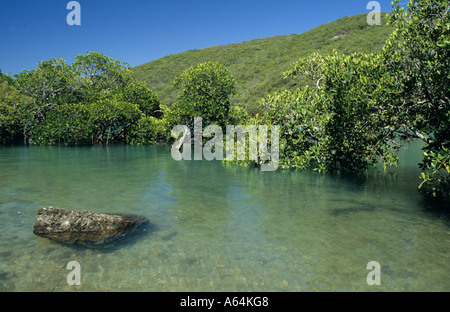 Mangrovie sulla Hamilton Island, Isole Whitsunday, della Grande Barriera Corallina, Queensland Foto Stock