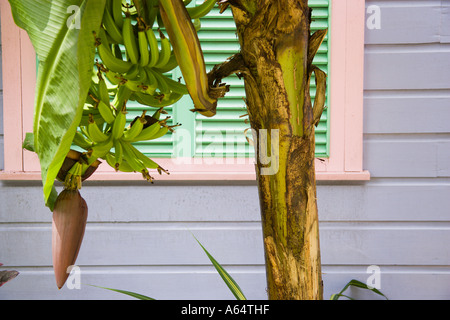 WEST INDIES Caraibi Barbados St James Holetown Chattel ospita le banane crescono su albero vicino variopinto edificio di legno. Foto Stock