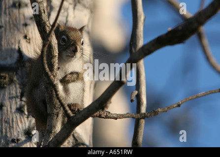 Un North American scoiattolo rosso (Tamiasciurus hudsonicus) in un balsamo pioppo (Populus balsamifera), Fairbanks Alaska. Foto Stock