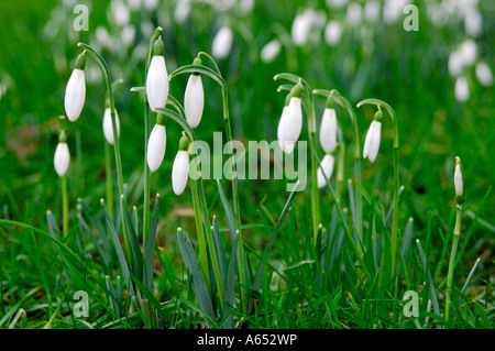 Piccolo gruppo di bucaneve Galanthus nivalis in molto presto la molla con fiori ancora chiuso crescente selvatici in erba corta Foto Stock