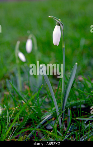 Piccolo gruppo di bucaneve Galanthus nivalis in molto presto la molla con fiori ancora chiuso crescente selvatici in erba corta Foto Stock