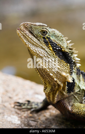 Acqua orientale dragon (Physignathus lesueurii ) Foto Stock