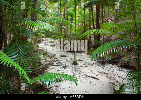 Wanggoolba Creek una foresta pluviale area sul lato occidentale del mondo nel Patrimonio Culturale dell'Isola Fraser Foto Stock