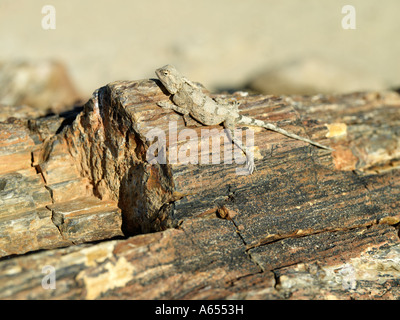 Un giorno il geco ensoleillement stesso su un grande tronco di albero di pietrificati o fossili di legno di legno pietrificato Foresta 40 km a ovest di Khorixas è stimato in 260 milioni di anni fa Foto Stock