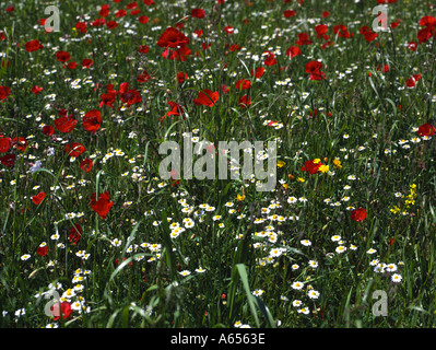 Small section of a field with dark red poppies white and yellow daisies Foto Stock