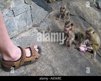 Sri Lanka Tempio scimmia a Dambulla Grotta, Toque scimmia, Baby scimmia macaco considerando un attacco sulle dita del piede Foto Stock