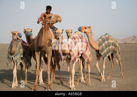 Wahiba Sands, Sharqiya, Oman, imbrancandosi cammelli le interminabili dune di sabbia Foto Stock