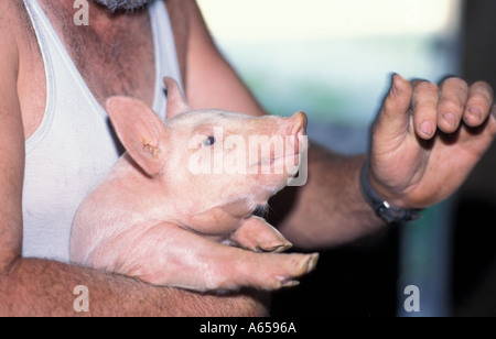 Suini domestici nelle braccia di un agricoltore che parla di spiegare la conoscenza degli esperti Foto Stock