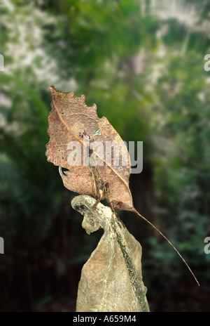 Foglia-imitare katydid, "insetti foglia", Typophyllum sp., la foresta pluviale amazzonica, Loreto, Perù. Evoluzione
