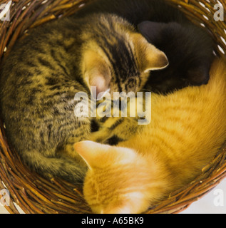 Tre gattini avvolto a ricciolo in un cestello Foto Stock