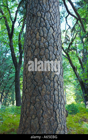 Ponderosa Pine nella valle di Yosemite National Park California USA Foto Stock