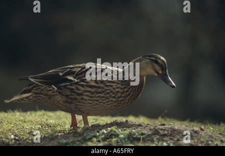 Femmina di germano reale (Anas platyrhynchos) in Suffolk REGNO UNITO Foto Stock