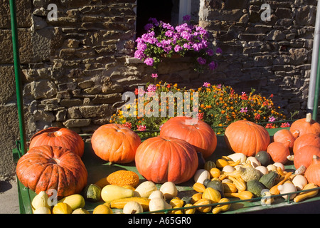 Assortimento di cucurbitacee zucche e scalogni Bretagna Francia Foto Stock