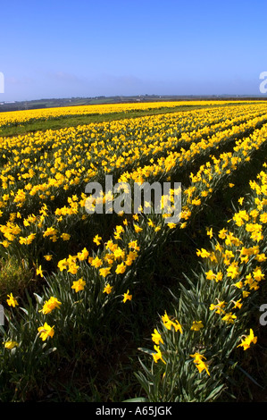 Un campo di daffodils dorato vicino a camborne in Cornovaglia,Inghilterra Foto Stock