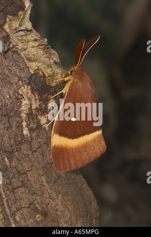 Oak Eggar maschio - Lasiocampa quercus Foto Stock