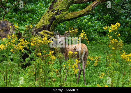 Red Deer Foto Stock