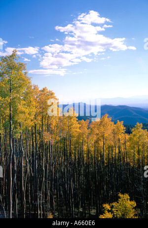 Stati Uniti d'America New Mexico Santa Fe Santa Fe National Forest Aspen Vista aspens cambiando in autunno Foto Stock