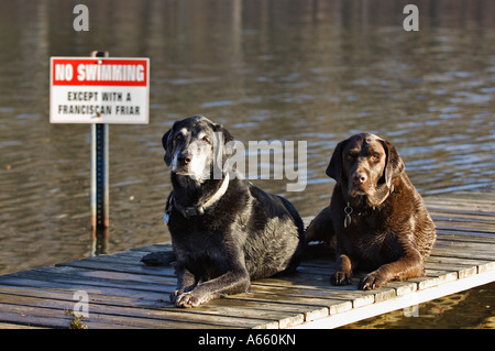 Due Labrador Retriever posa sulla Darsena sul lago con nessun segno di nuoto in background Foto Stock