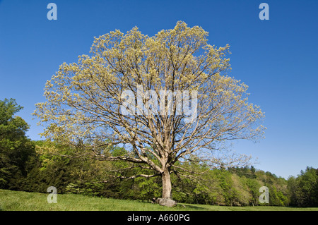 La nuova molla di foglie di quercia in Prato Cades Cove Great Smoky Mountains National Park Tennessee Foto Stock
